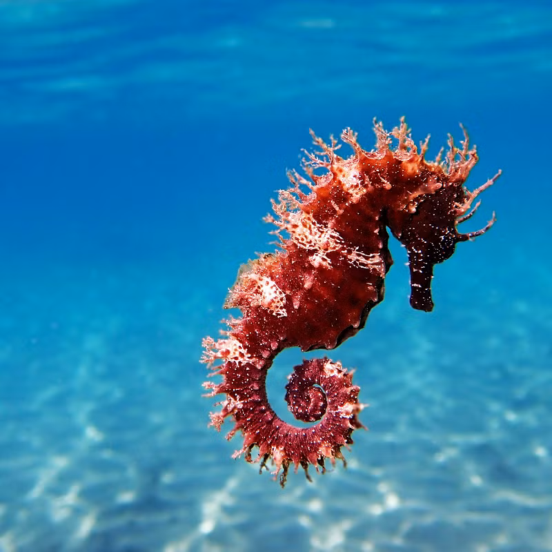 Cá ngựa hồng được đánh giá là một trong những loài động vật hoang dã sặc sỡ và quý hiếm nhất thế giới.