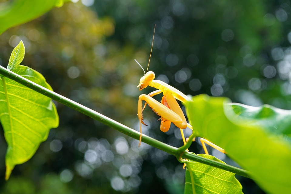 Mặc dù nhỏ bé, bọ ngựa vàng có sức mạnh và thể lực khá tốt.