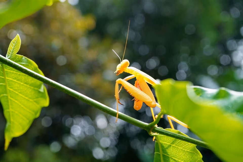 Mặc dù nhỏ bé, bọ ngựa vàng có sức mạnh và thể lực khá tốt.