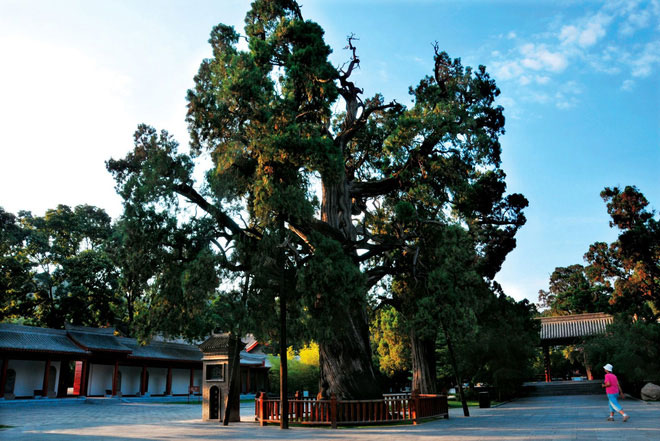 Xung quanh khu mộ của Hoàng Đế là khu rừng bách xanh tốt. Một số cây bách có kích thước "khủng" khi cao tới gần 20m và phải tới 7 - 8 người ôm thân cây mới hết.