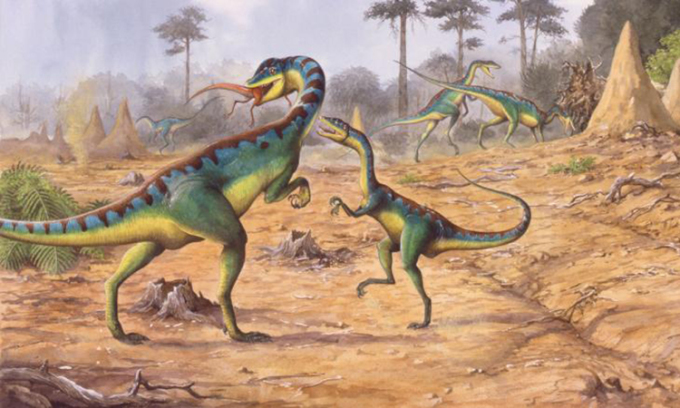 Trong khoảng thời gian liên tục và dài hạn của trận mưa, rất nhiều quần thể động vật đã bị ảnh hưởng và phần lớn đã phải đối mặt với những thách thức để tồn tại. Nhiều loài động vật đã chết đói trong khi những con số khác đã phát triển một số kỹ thuật sống sót độc đáo để tồn tại qua thời kỳ khó khăn đó.