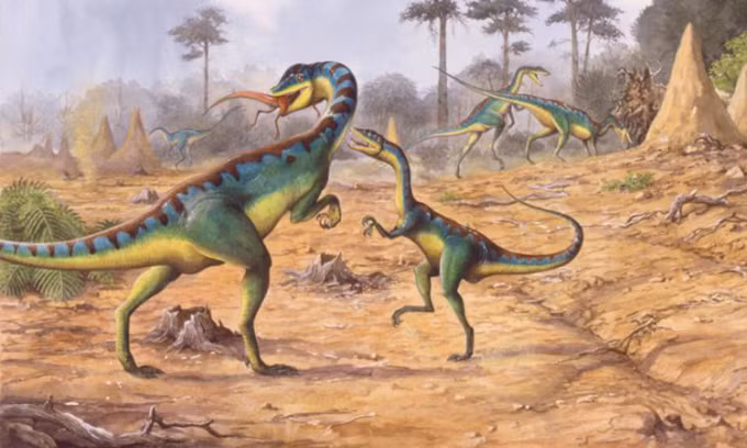 Trong khoảng thời gian liên tục và dài hạn của trận mưa, rất nhiều quần thể động vật đã bị ảnh hưởng và phần lớn đã phải đối mặt với những thách thức để tồn tại. Nhiều loài động vật đã chết đói trong khi những con số khác đã phát triển một số kỹ thuật sống sót độc đáo để tồn tại qua thời kỳ khó khăn đó.