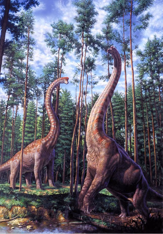 Các Sauropoda tên được đặt ra bởi Othniel Charles Marsh vào năm 1878, và có nguồn gốc từ tiếng Hy Lạp của "chân thằn lằn".