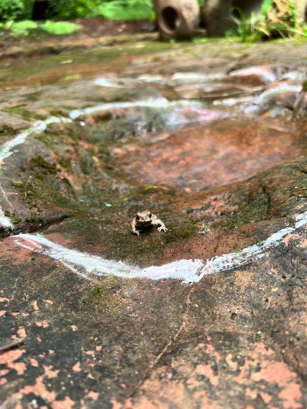 Sau khi được báo cáo, các chuyên gia đã có mặt tại nhà hàng và xác nhận những "chiếc hố" đó thật ra là dấu chân hóa thạch của một con " quái thú" dài tới 10 m. (Ảnh: Linda Xing)