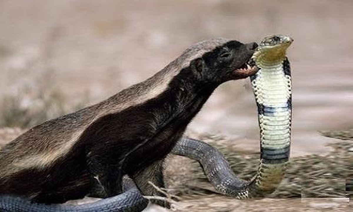 Lửng mật phân bố nhiều ở châu Phi, Tây Nam Á, tiểu lục địa Ấn Độ. Các nhà khoa học đã chứng kiến lửng mật ong bị rắn hổ lục (một loài rắn có nọc rất độc) cắn. Chỉ sau 2 giờ, lửng mật tỉnh dậy như chưa có điều gì xảy ra.