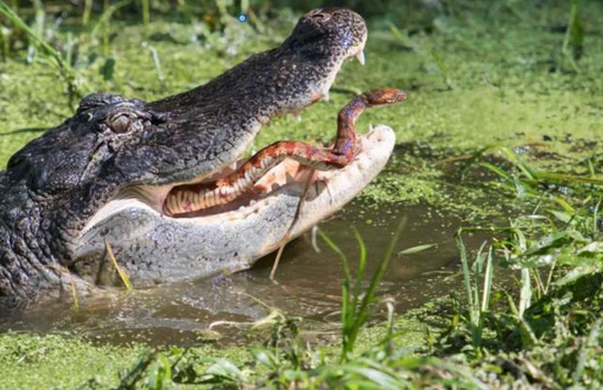 Thậm chí, cá sấu còn có thể ăn thịt rắn độc một cách ngon lành mà không sợ trúng độc.