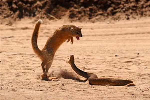 Ngoài ra, cầy mangut còn sở hữu bộ lông dày có khả năng vô hiệu hóa nọc độc của rắn. Tuy không miễn dịch hoàn toàn với nọc độc, cầy cũng có thể hồi phục trở lại và ăn rắn như lửng mật ong.