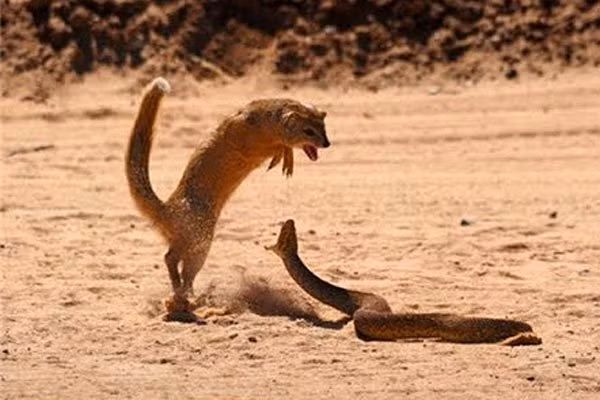 Ngoài ra, cầy mangut còn sở hữu bộ lông dày có khả năng vô hiệu hóa nọc độc của rắn. Tuy không miễn dịch hoàn toàn với nọc độc, cầy cũng có thể hồi phục trở lại và ăn rắn như lửng mật ong.