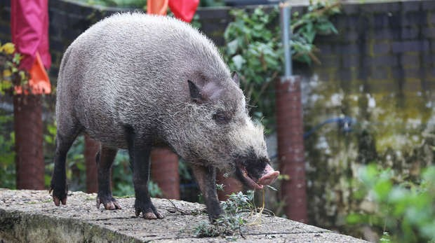 Nó được tìm thấy trong khu vực Đông Nam Á, Sumatra, Borneo, bán đảo Mã Lai, và nhiều đảo nhỏ, nơi nó sống ở rừng nhiệt đới và rừng ngập mặn.