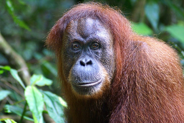 Đây cũng là loài động vật có bộ râu được coi là gọn gàng nhất trong thế giới động vật.