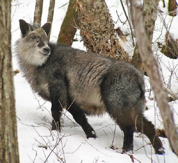Mặc dù không cố tình nuôi râu nhưng những sợi lông quá dài và dày trên khuôn mặt đã khiến loài động vật này giống như đang nuôi bộ râu quai nón màu trắng nữa độc đáo.