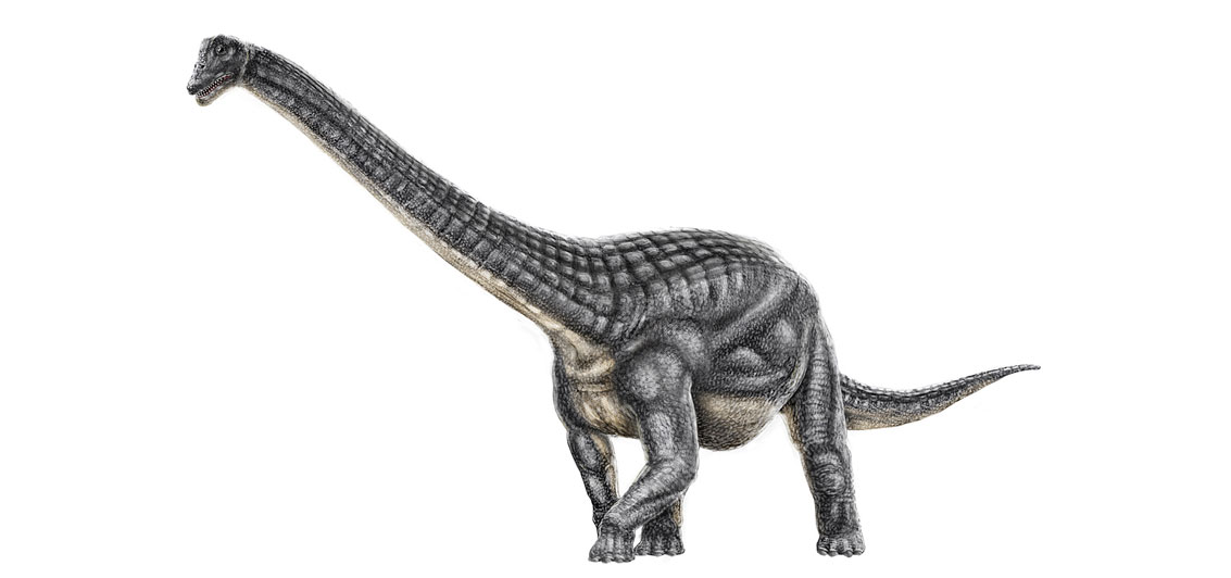 Diamantinasaurus matildae là một chi khủng long của thằn lằn hộ pháp, tức titanosaurus, nhánh lớn nhất của khủng long chân thằn lằn sauropoda.