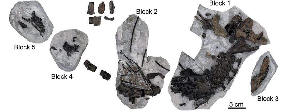 Tuy nhiên, điều đặc biệt của loài cá sấu này chính là nguồn gốc của nó từ một "tổ tiên ma" chưa từng được biết đến trước đó.