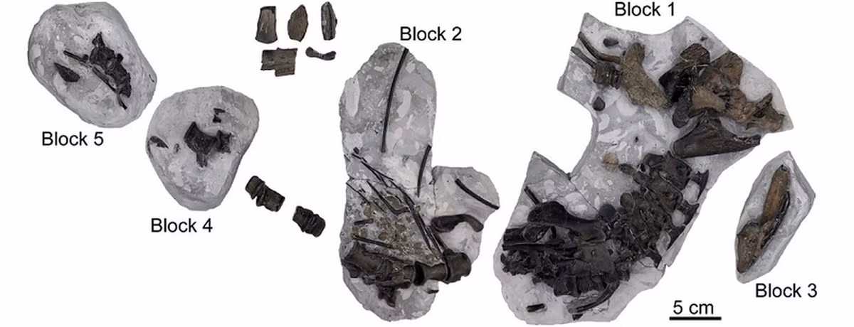 Tuy nhiên, điều đặc biệt của loài cá sấu này chính là nguồn gốc của nó từ một "tổ tiên ma" chưa từng được biết đến trước đó.