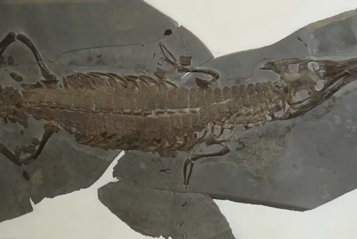 Tuy nhiên, việc phát hiện ra một loài cá sấu mới như Turnersuchus hingleyae cũng rất đáng kinh ngạc.