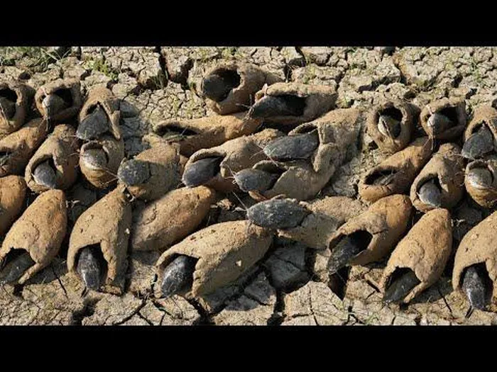 Trong thời gian ngủ hè, chúng sẽ giảm nhu cầu trao đổi chất xuống mức tối thiểu. Khi mùa mưa tới, nước khiến lớp bùn mềm đi, chúng mới phá kén chui ra. Một số tài liệu cho thấy, cá phổi có thể sống dưới lòng đất tới 5 năm.