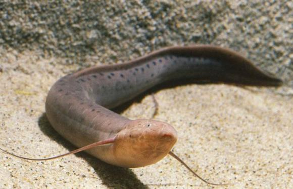 Khi hít vào khí oxy, chúng mở các van nạp nước để tránh khí oxy tiếp xúc với màng nhầy trong phổi, điều này giúp phổi của chúng không bị ướt và giúp chúng hít thở dễ dàng.