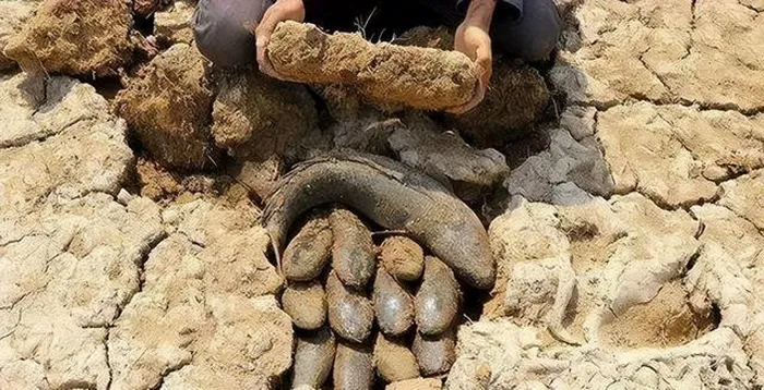 Lợi dụng cơ chế ngủ hè của cá phổi, người châu Phi thường đào đất để bắt chúng. Họ sử dụng cá phổi như một nguồn thực phẩm dự trữ bền vững.