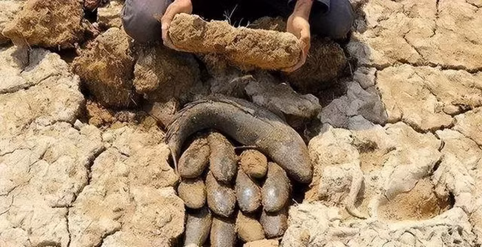 Lợi dụng cơ chế ngủ hè của cá phổi, người châu Phi thường đào đất để bắt chúng. Họ sử dụng cá phổi như một nguồn thực phẩm dự trữ bền vững.