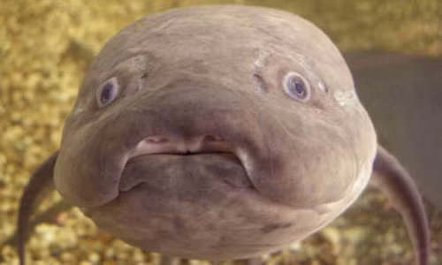 Loài cá này cũng có thể điều chỉnh hệ thống phổi của mình để phù hợp với môi trường sống của chúng. Nó có khả năng thích ứng với nhiệt độ nước khác nhau, với khả năng đa dạng hơn so với các loài cá khác.