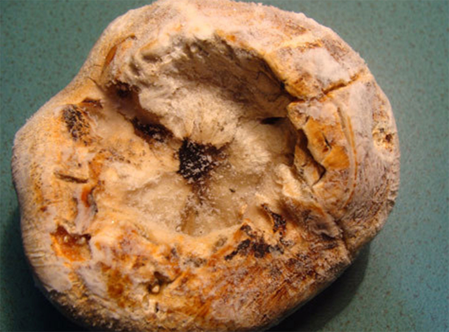 Nhung loai nam quy hiem, dat do, duoc 'san lung' o Viet Nam-Hinh-4