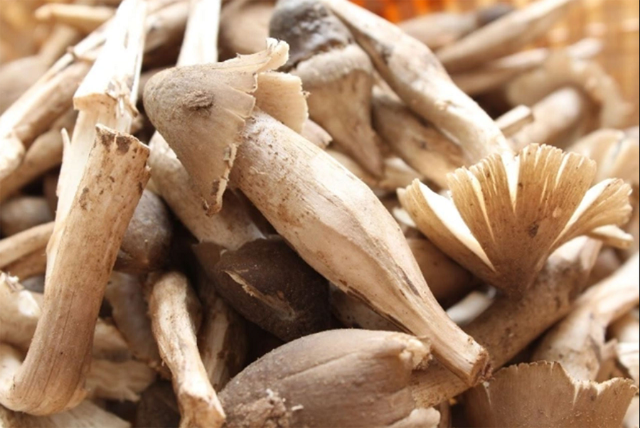 Nhung loai nam quy hiem, dat do, duoc 'san lung' o Viet Nam-Hinh-5