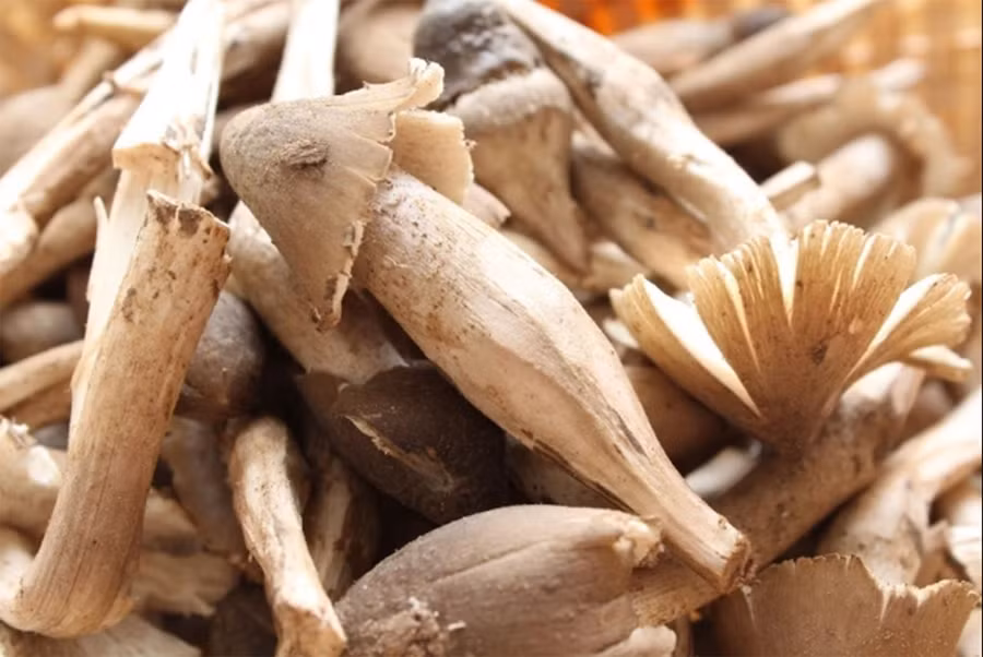 Nhung loai nam quy hiem, dat do, duoc 'san lung' o Viet Nam-Hinh-5