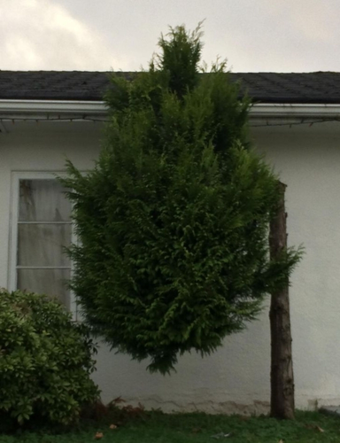 9. Gốc cây biến đâu mất rồi?