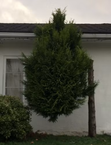 9. Gốc cây biến đâu mất rồi?