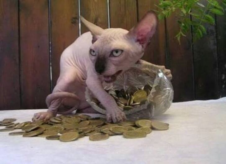 6. Không ai có thể cướp được số tiền này trong tay của ta đâu!