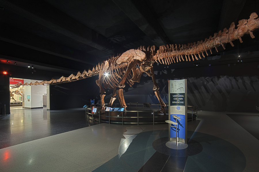 Chúng được gọi là "hộ pháp" do được cho là mang lại may mắn và bảo vệ ngôi nhà khỏi sự xâm nhập của các tà áo độc ác. Thằn lằn hộ pháp cũng thường được nuôi làm thú cảnh trong các gia đình vì vẻ ngoài đáng yêu và dễ chăm sóc của chúng.