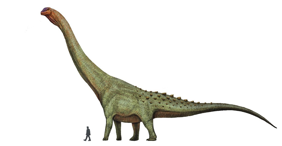 Titanosaurs (hoặc titanosaurians) là một nhánh khủng long Sauropoda đa dạng bao gồm Saltasaurus và Isisaurus của Châu Phi, Châu Á, Nam Mỹ, Châu Âu và Úc.