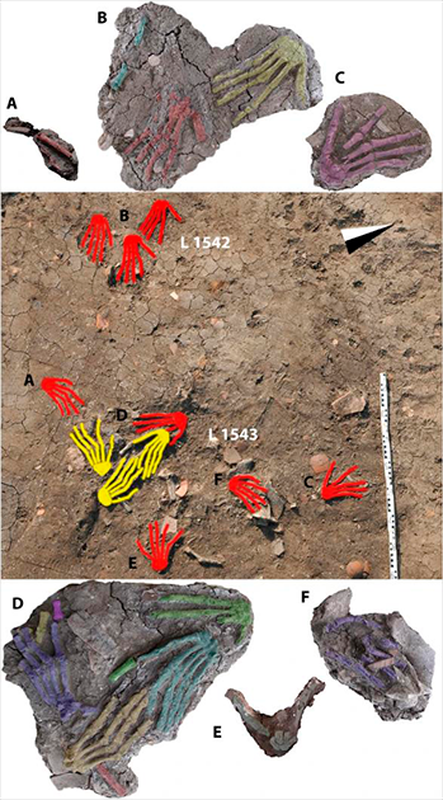 Theo các chuyên gia, độ tuổi tối thiểu của chủ nhân các bàn tay là 14 - 21, vì xương đã hình thành đầy đủ sau tuổi thanh thiếu niên.