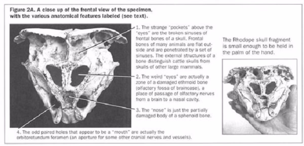 Tuy nhiên, các chuyên gia khảo cổ học cho rằng đây chỉ là một tàn tích của một loài động vật cổ hơn, có thể là chim hoặc khủng long.