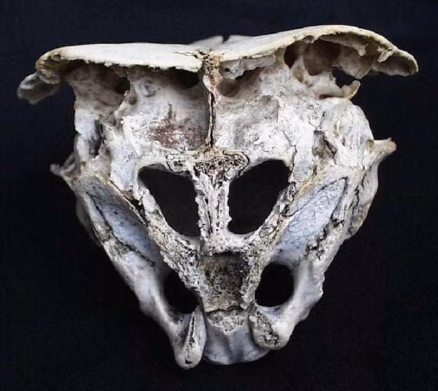 Một số nhà khoa học đã đưa ra giả thuyết rằng hộp sọ Rhodope có thể là tàn tích của người ngoài hành tinh hoặc những sinh vật khác ngoài loài người.