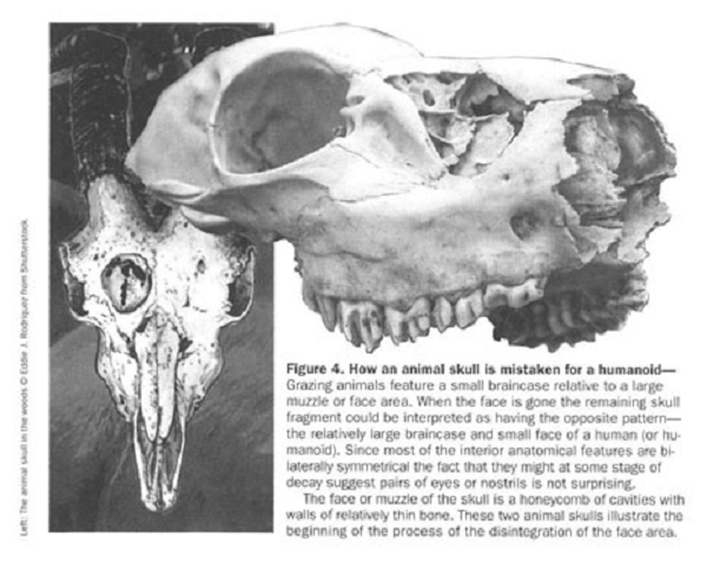 Tuy nhiên, việc nghiên cứu các tàn tích cổ hơn như hộp sọ Rhodope sẽ giúp chúng ta hiểu rõ hơn về sự phát triển của các loài động vật trên Trái Đất.