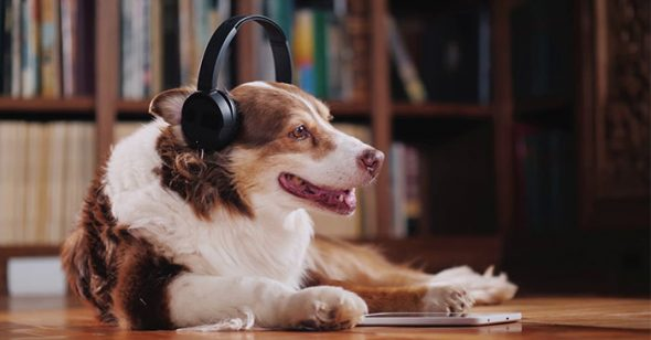 10. Chó có thể thưởng thức âm nhạc thậm chí người ta còn được chứng kiến chó hát, hoặc nhảy nhót theo điệu nhạc.