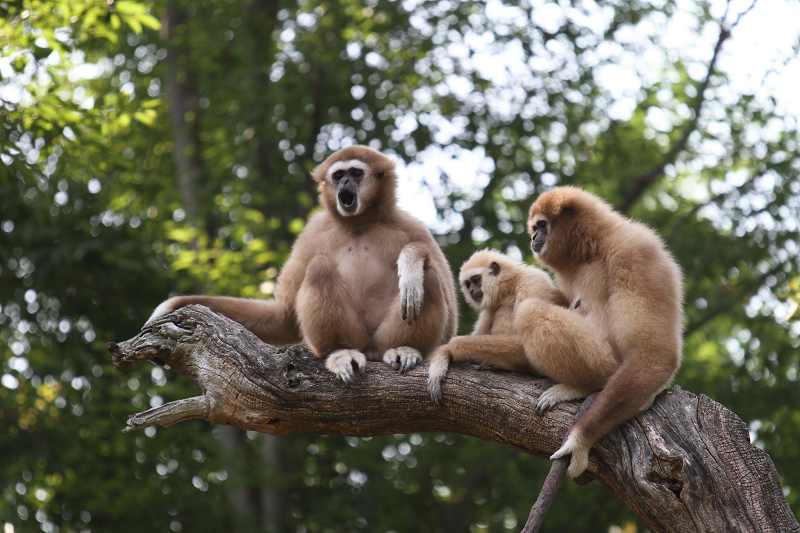 5. Vượn được coi là loài động vật thông minh nhất thế giới, và chúng có khả năng giải quyết các bài toán khó và phát triển các kỹ năng mới một cách nhanh chóng.