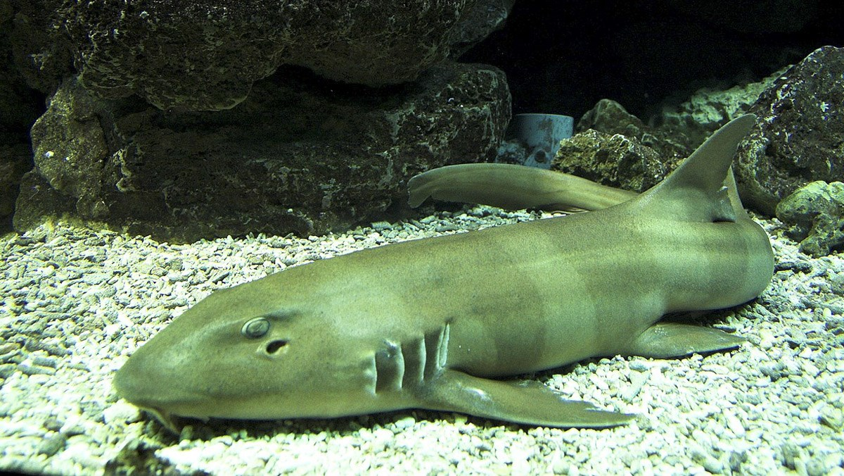 3. Cá nhám là một trong số ít các loài vật có khả năng nhận ra khuôn mặt của con người và sử dụng nó như một phương pháp nhận diện cá nhân.