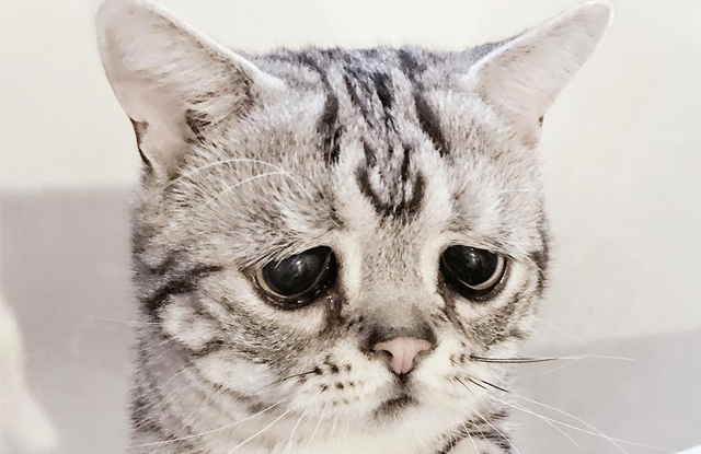 8. Mèo biết buồn và có xu hướng ăn nhiều khi buồn bã, lo lắng hoặc căng thẳng. Đây là một sự thật chứng minh rằng động vật giống con người đến mức kinh ngạc.