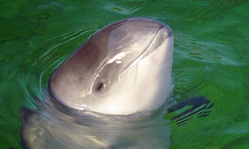 Giả thuyết được đặt ra là chúng đã ghi nhận những âm thanh ấy, để rồi khi ngủ thì tự động phát ra, giống như con người nói mớ vậy.