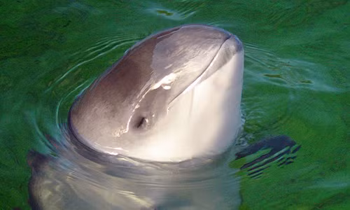 Giả thuyết được đặt ra là chúng đã ghi nhận những âm thanh ấy, để rồi khi ngủ thì tự động phát ra, giống như con người nói mớ vậy.