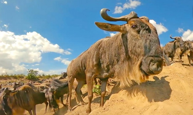 8. Linh dương đầu bò: Tai của linh dương đầu bò rộng và dài, giúp chúng có khả năng nghe rõ những âm thanh từ các hướng khác nhau.