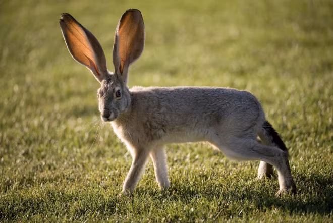 4. Thỏ tai to có tới 6 loài ở Mỹ, một số loài có đôi tai dài 18cm (khoảng 1/3 kích thước cơ thể của chúng).