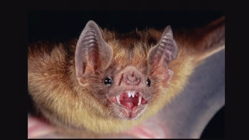 2. Dơi lớn đầm lầy: Tai của dơi lớn đầm lầy có kích thước lớn hơn cả cơ thể nó. Tai dơi chủ yếu được sử dụng để nghe và nhận diện âm thanh để định hướng và tìm thức ăn. Điều đặc biệt là tai của dơi có khả năng xoay lên xuống để tăng cường khả năng nghe của chúng.