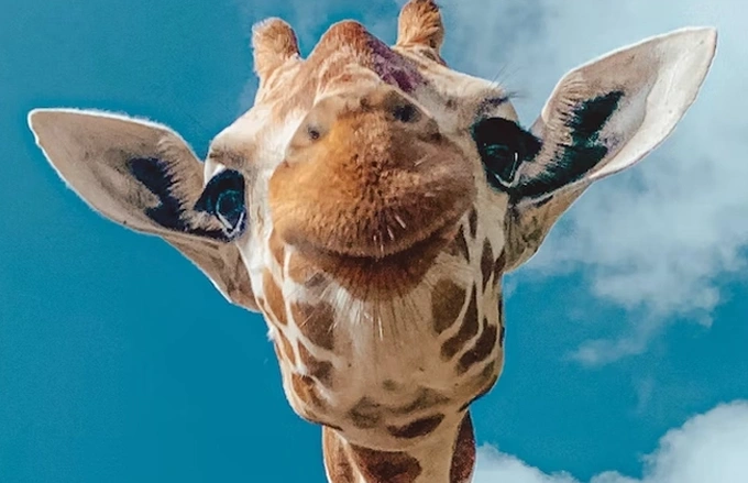 5. Hươu cao cổ có tai lớn để giúp chúng nghe tín hiệu cảnh báo và nhận biết âm thanh của đàn. Tai của chúng có thể dài tới 45 cm. Chúng là loài động vật ăn cỏ và là động vật cao nhất trên cạn, có thể cao tới 5,5 mét.