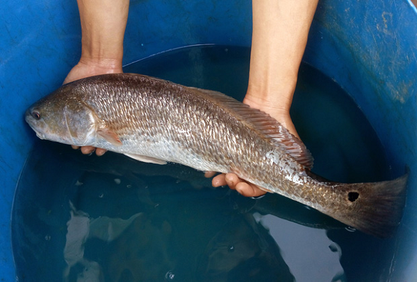 Trong bong bóng của cá sủ vàng, cứ 500 gram thì chứa 442 gram đạm. Do đó, ăn nó giúp đại bổ chân nguyên, hoạt huyết tráng dương, bổ sung chất cho cơ thể suy nhược, thiếu máu.