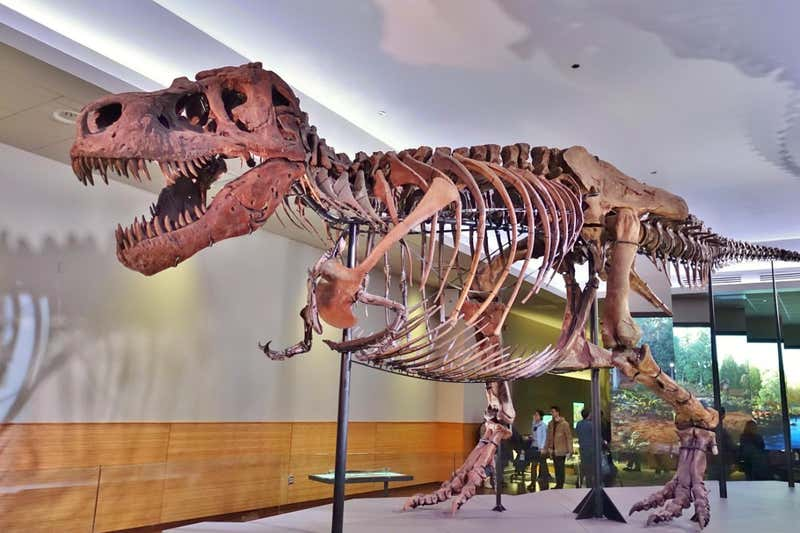 Khủng long bạo chúa T-rex sở hữu một đôi môi mỏng, ngậm chặt và thỉnh thoảng nhếch lên trông giống như "nụ cười mỉa mai", điều này khiến sự đáng sợ của một trong những loài " quái vật" kinh khủng nhất mọi thời đại này tăng lên gấp bội.