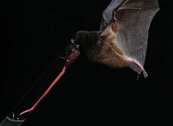 2. Dơi hút mật là một trong những loài dơi nổi tiếng với chiếc lưỡi dài của mình.