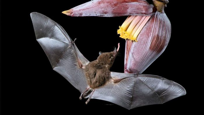 Chiếc lưỡi dài của nó khi rút vào được giấu trong lồng ngực.